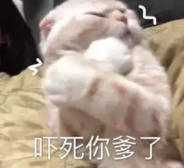 日常撒娇猫咪表情包连生气都如此可爱