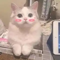 高清萌萌哒可爱动物头像搞笑小猫咪我在减肥的路上越吃越多