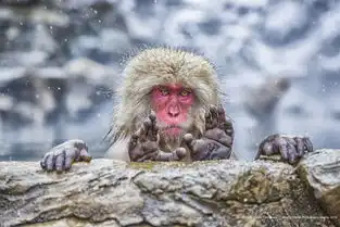 2019喜剧野生动物摄影大赛,这里的每张照片都是一个搞笑表情包