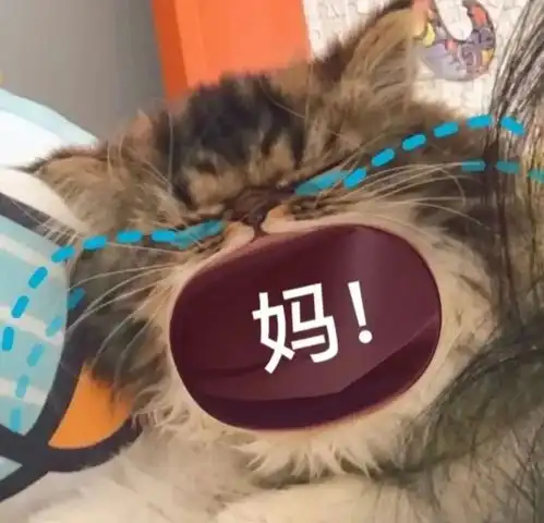 猫咪哭着喊爸爸表情包丨妈宝爸宝表情包
