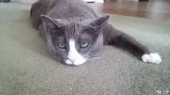 猫咪搞笑演绎上班族惆怅的一天_达州骏意长安轿车4s店新闻资讯-汽车之家
