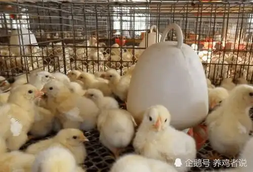 表情养鸡秘籍养鸡想挣钱,打好基础是重点表情
