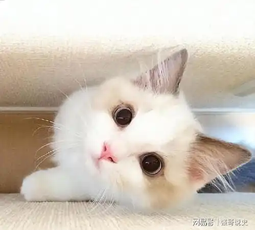 为了猫咪,这几个坏习惯你一定要戒掉