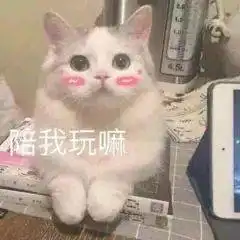 爱猫人士点击就看可爱小猫