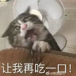 主人逗猫时拍下的照片,果然养猫后表情包都不缺了