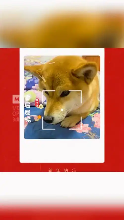 请问如何在知乎给狗子找对象