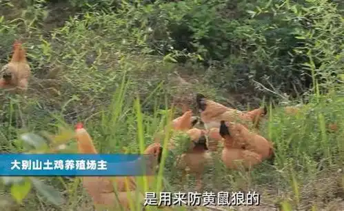 大别山养鸡场有两只打工鹅专治黄鼠狼保障肉鸡活着出征双十一