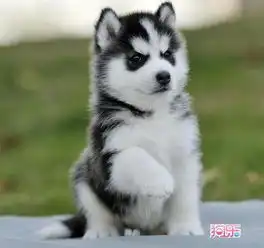 求哈士奇犬图片