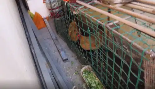 街头采访第4期你家楼顶有人种菜养鸡搭棚子,你会举报吗