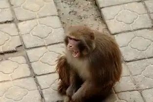动物摄影猴趣