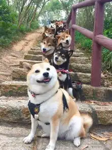 云南信息报的微博微博