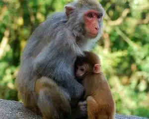 猴子搜狗百科
