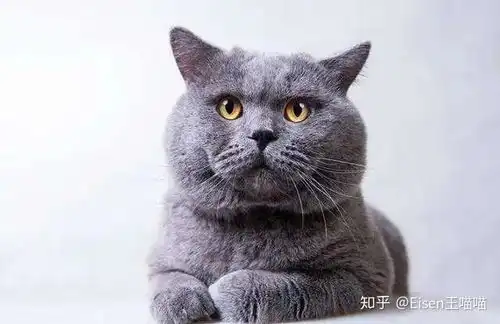 你好猫咪英国短毛猫