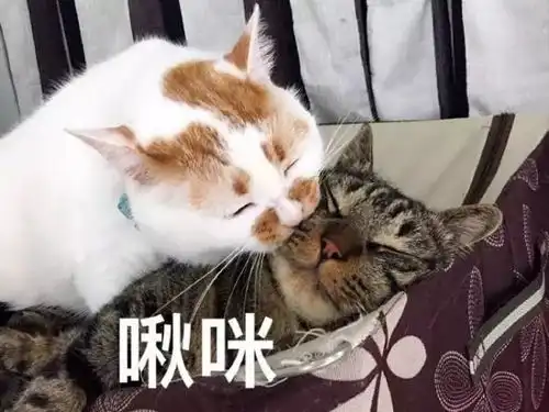 你要先抓住我的胃