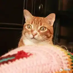 一枚可爱的橘猫,看到猫咪存钱罐的时候表情好萌