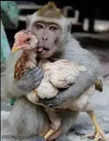 测试一个超长简介的文章