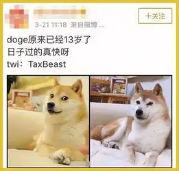 大家最喜欢的这个表情包狗狗已经13岁啦