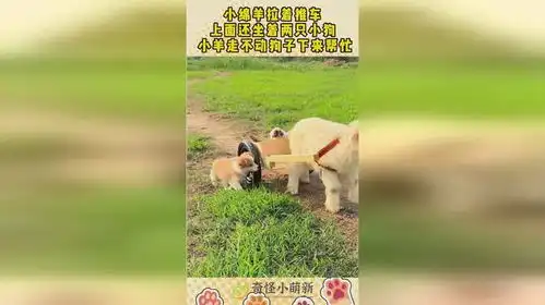 小绵羊拉着推车,上面还坐着两只小狗,小羊走不动狗子下来帮忙