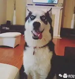 真正的猛士敢于直视哈士奇的目光