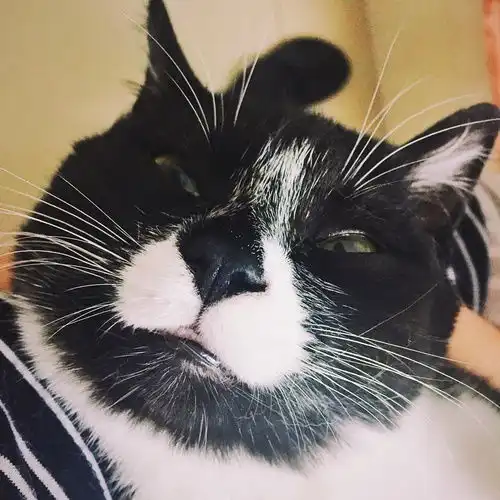 猫和多肉果然不能共存除非圣诞快乐,小婊...