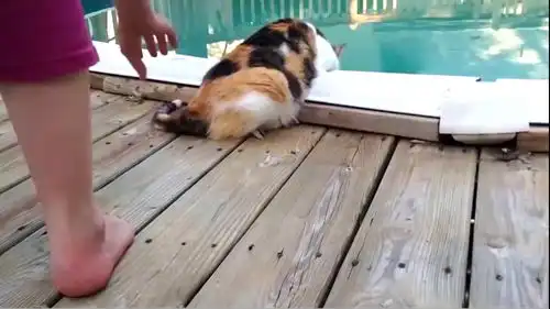 手欠果然不分对象,猫咪在泳池边喝水,主人路过就是一个偷袭