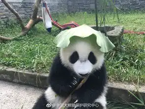 这个绿帽子戴的是我见过最可爱的萌到犯规