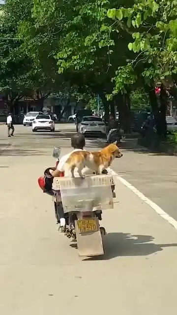 都是小场面,啥大风大浪见过,完全不慌