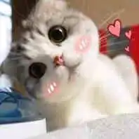 有哪些猫猫狗狗的头像