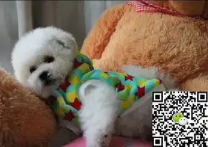 出售纯种比熊幼犬哪里卖健康比熊多少钱比熊价格