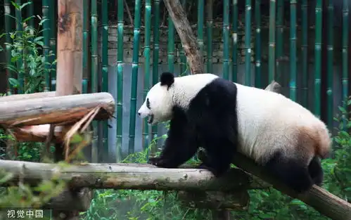 南京红山森林动物园大熊猫慵懒躺平憨态可掬