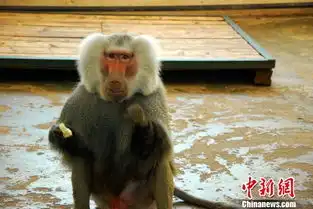 哈尔滨北方森林动物园各国猴子过猴年吃饺子