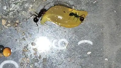 好看吗工匠收获蚁吃东西
