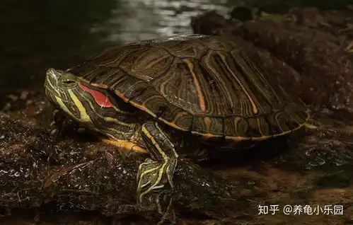 夏天养龟几点注意事项