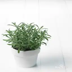 驱蚊虫易养活植物