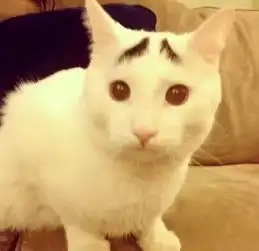 为什么奶牛猫都是上黑下白的知道真相后...