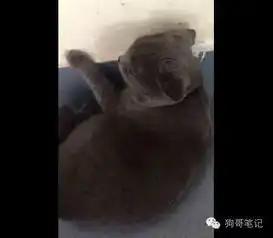 猫咪偷吃零食被主人罚站偷下懒还被掐脖子真遭罪