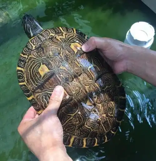 甜甜圈龟又是什么鬼呀山泽告诉你该如何正确饲养甜甜圈龟