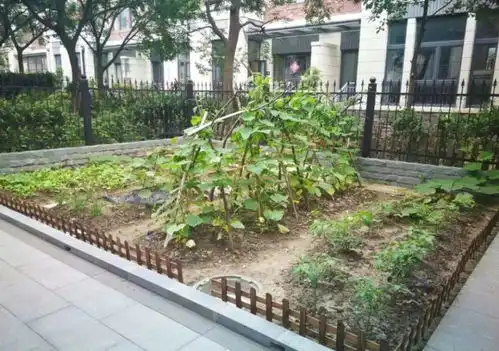 老人在小区楼顶种菜养鸡,这对楼体有影响吗开发商为何不在小区专设种植区