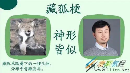 藏狐疑惑是什么梗藏狐疑惑是什么意思