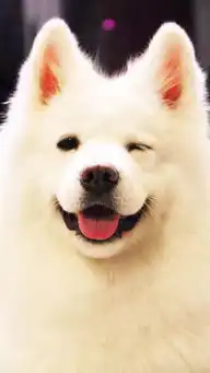 妞妞and端午小马甲