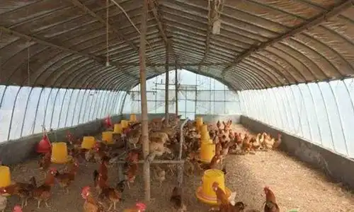 大棚养鸡的方法技术