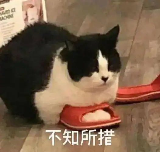 刚睡醒,什么事丨第299期猫咪表情包