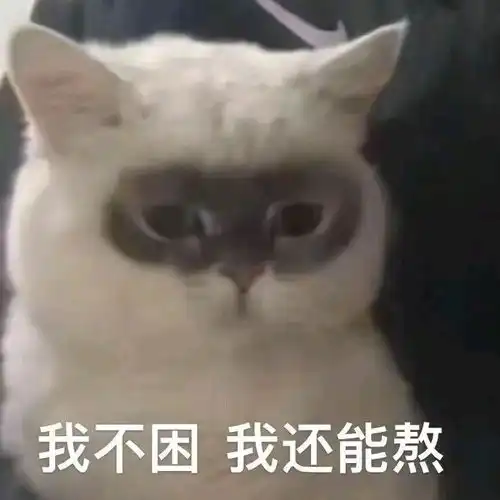 猫猫表情包
