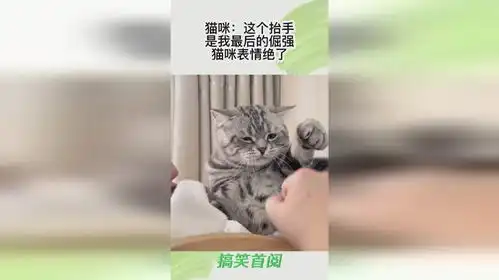 猫咪这个抬手,是我最后的倔强,猫咪表情绝了