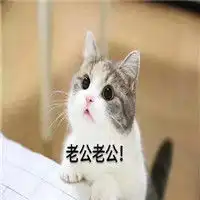 沉迷老公系列表情包猫咪表情沉迷老公无法自拔