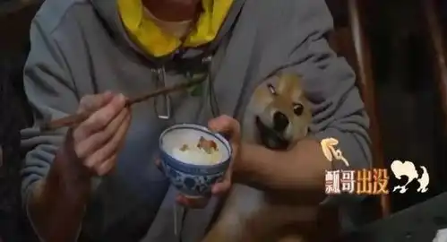 瓢哥的好朋友吉吉,再也回不来了王珞丹发文悼念