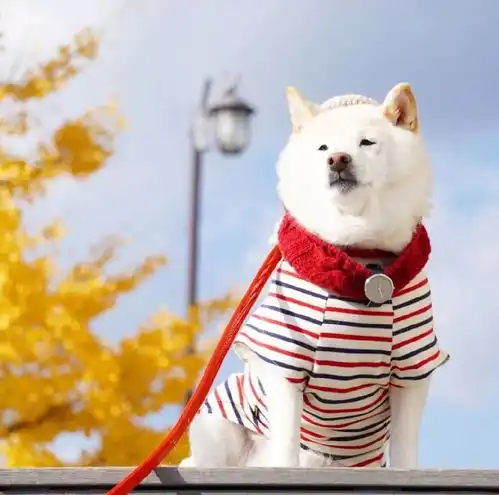 一看就是奶奶养大的狗,硬核柴犬来袭