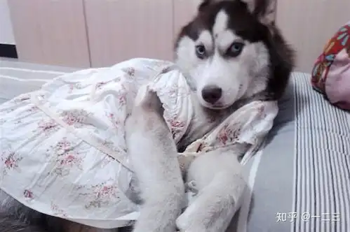 我想看看你们的猫和狗最沙雕的图片,可以吗