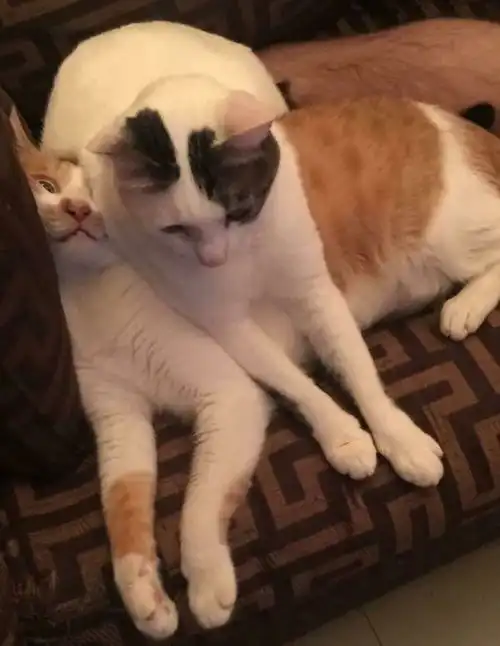养两只猫咪的乐趣有多大这组图片诠释得太到位了