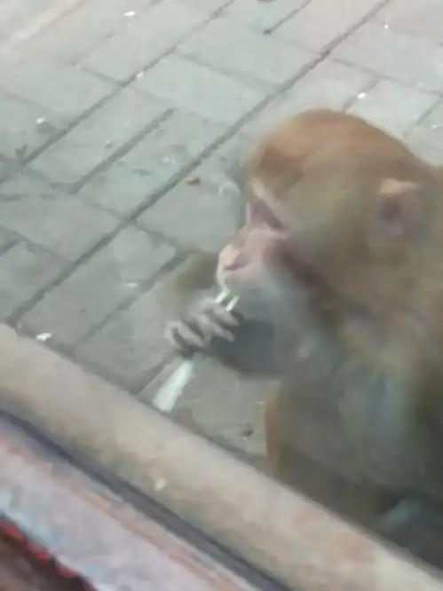 游客挂面喂猴成灾,未经检验胡乱喂食吃多了可能危及猴命
